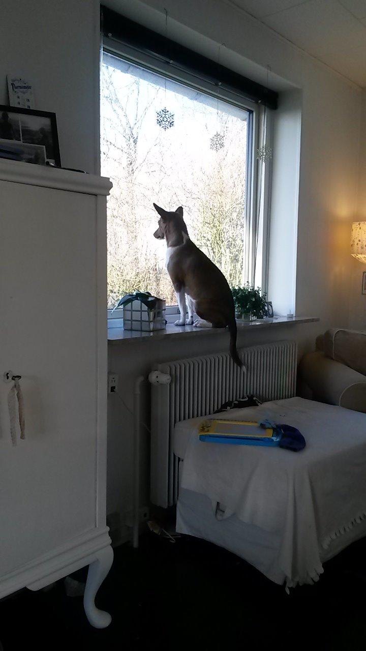 Basenji Nala billede 3