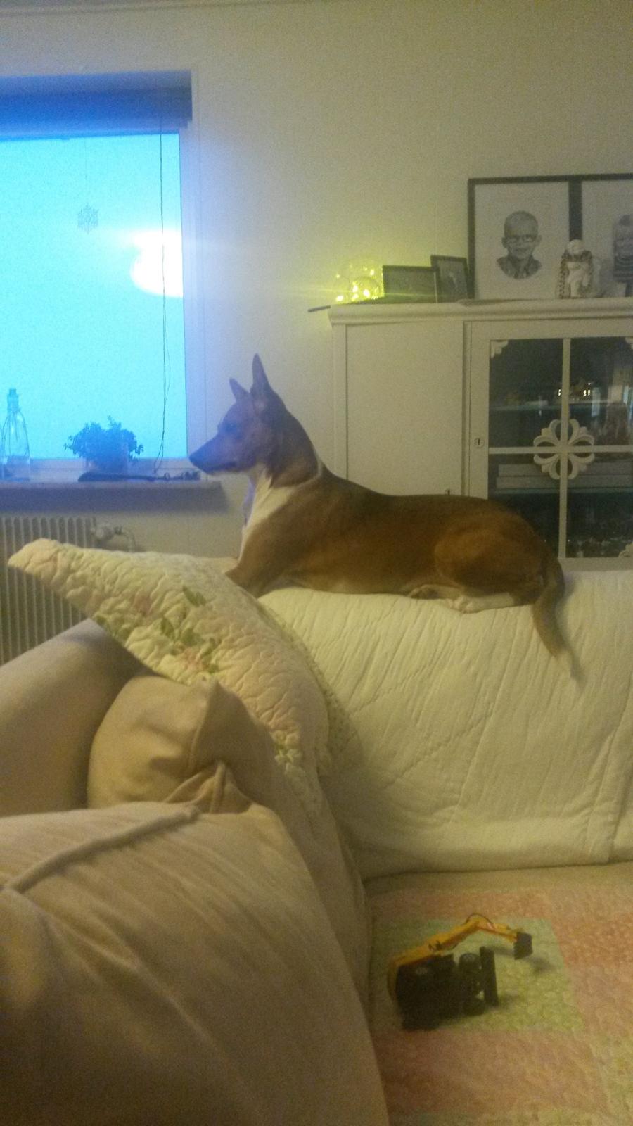 Basenji Nala billede 4