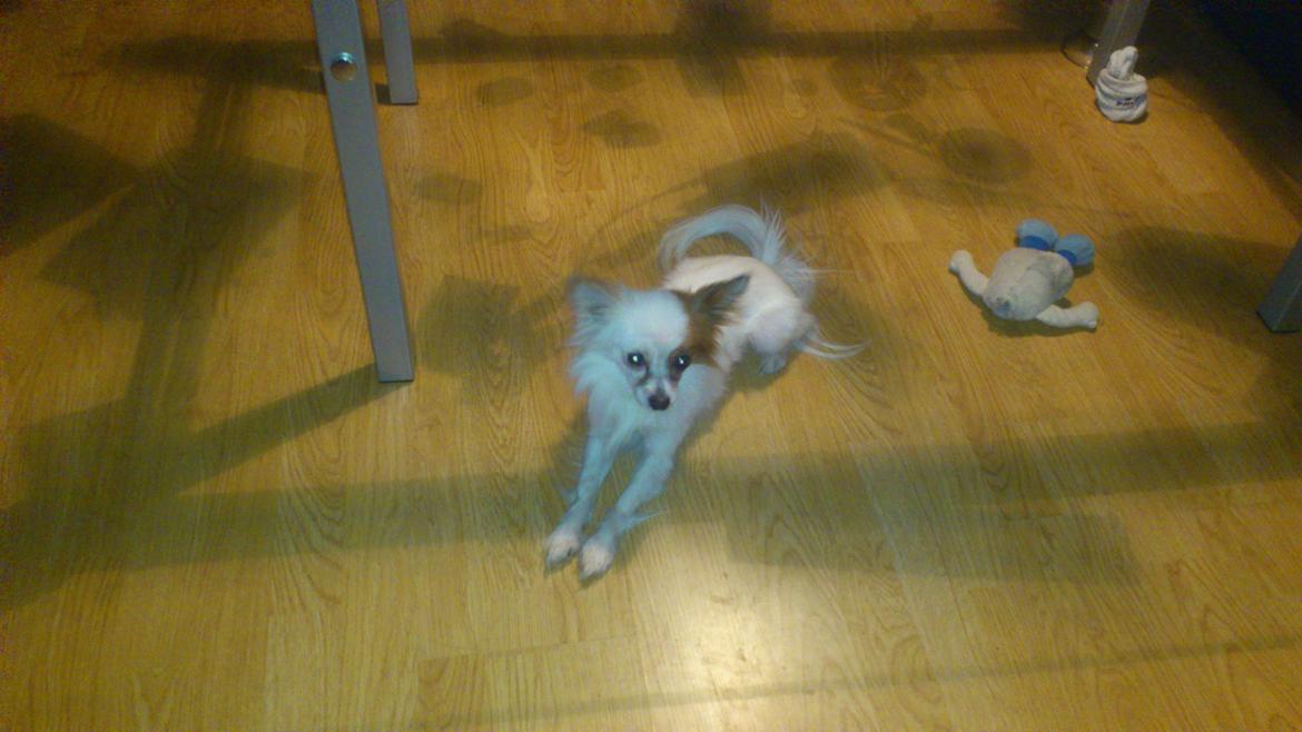 Blanding af racer Snoopy billede 14