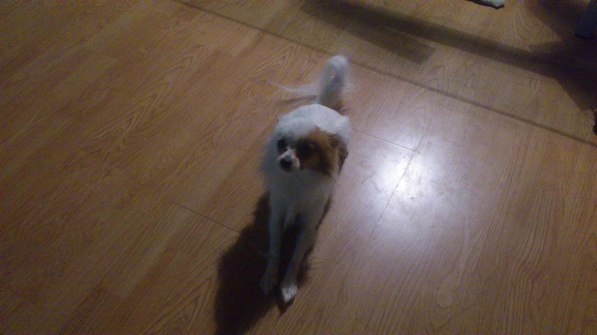 Blanding af racer Snoopy billede 15