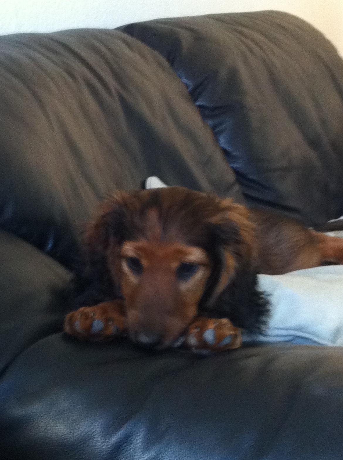 Gravhund cho cho billede 1