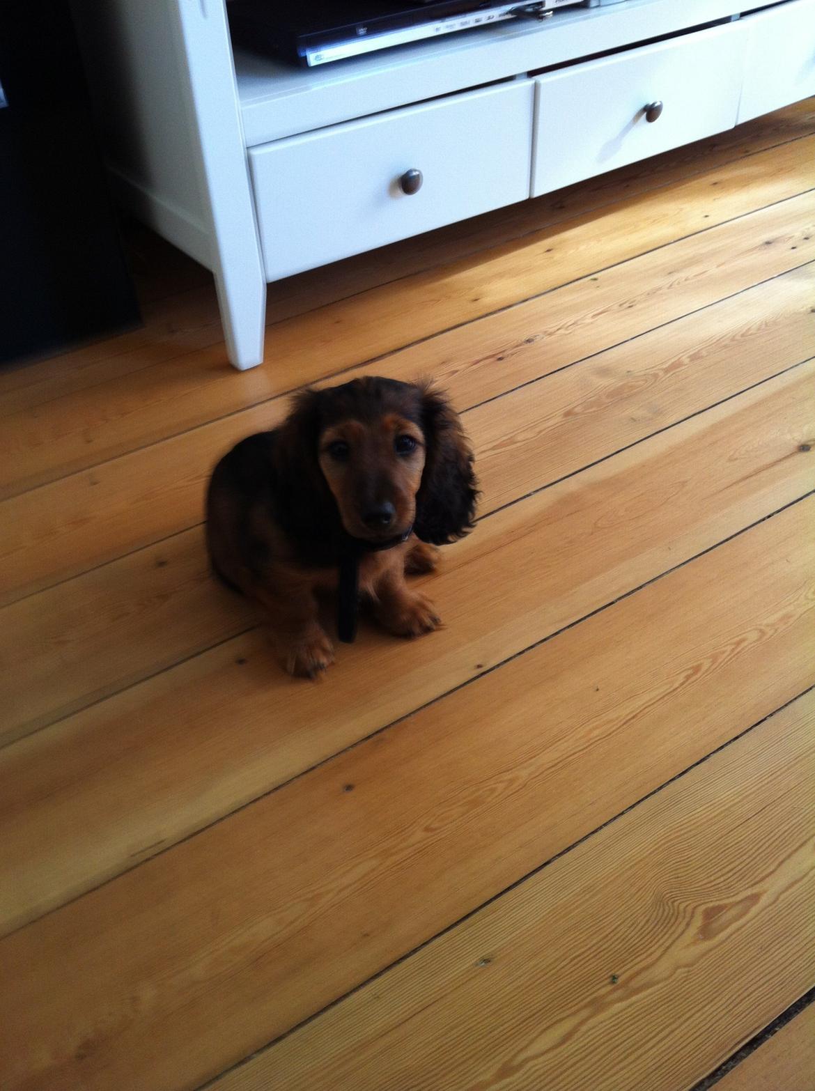 Gravhund cho cho billede 2