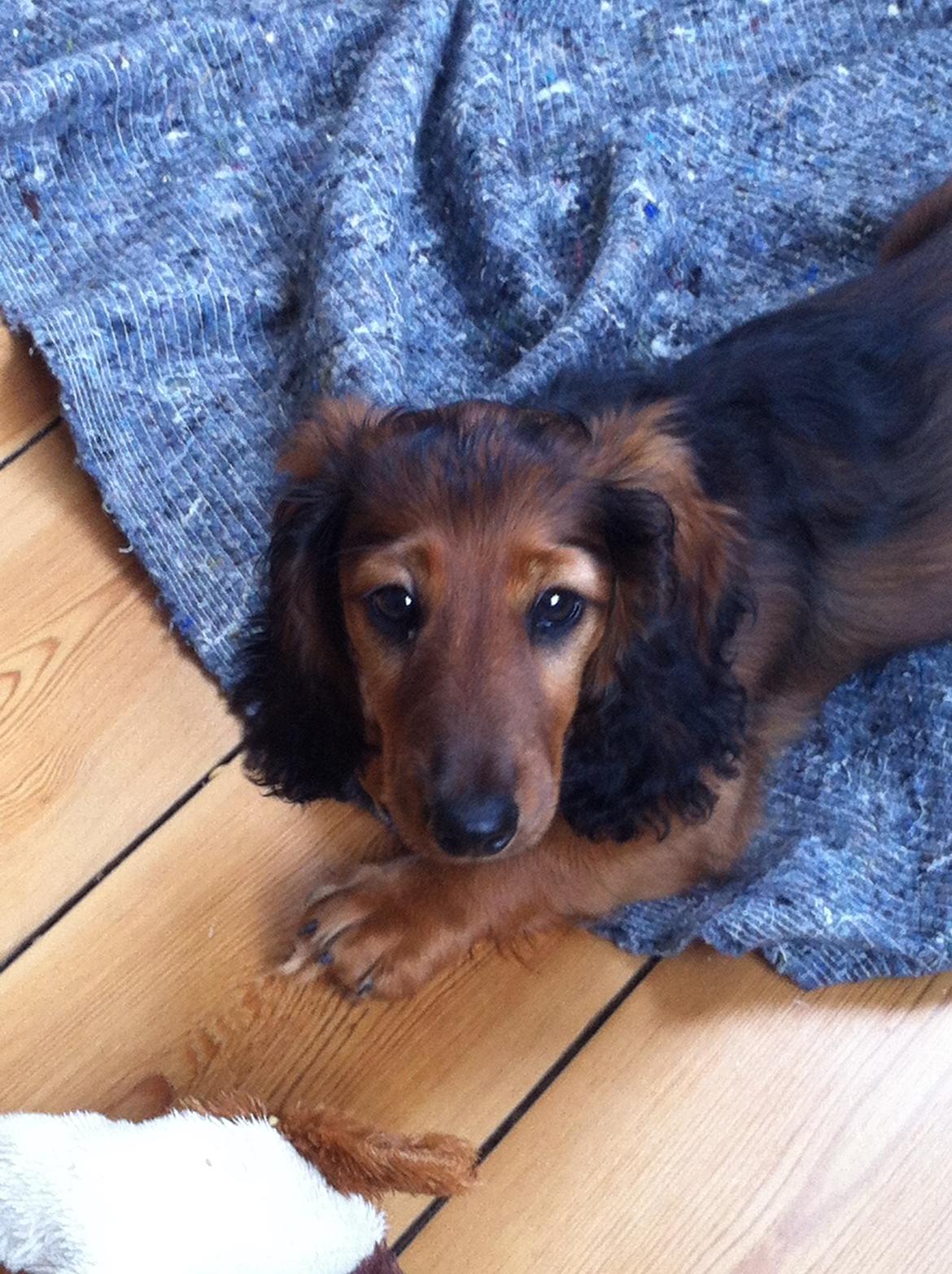 Gravhund cho cho billede 3