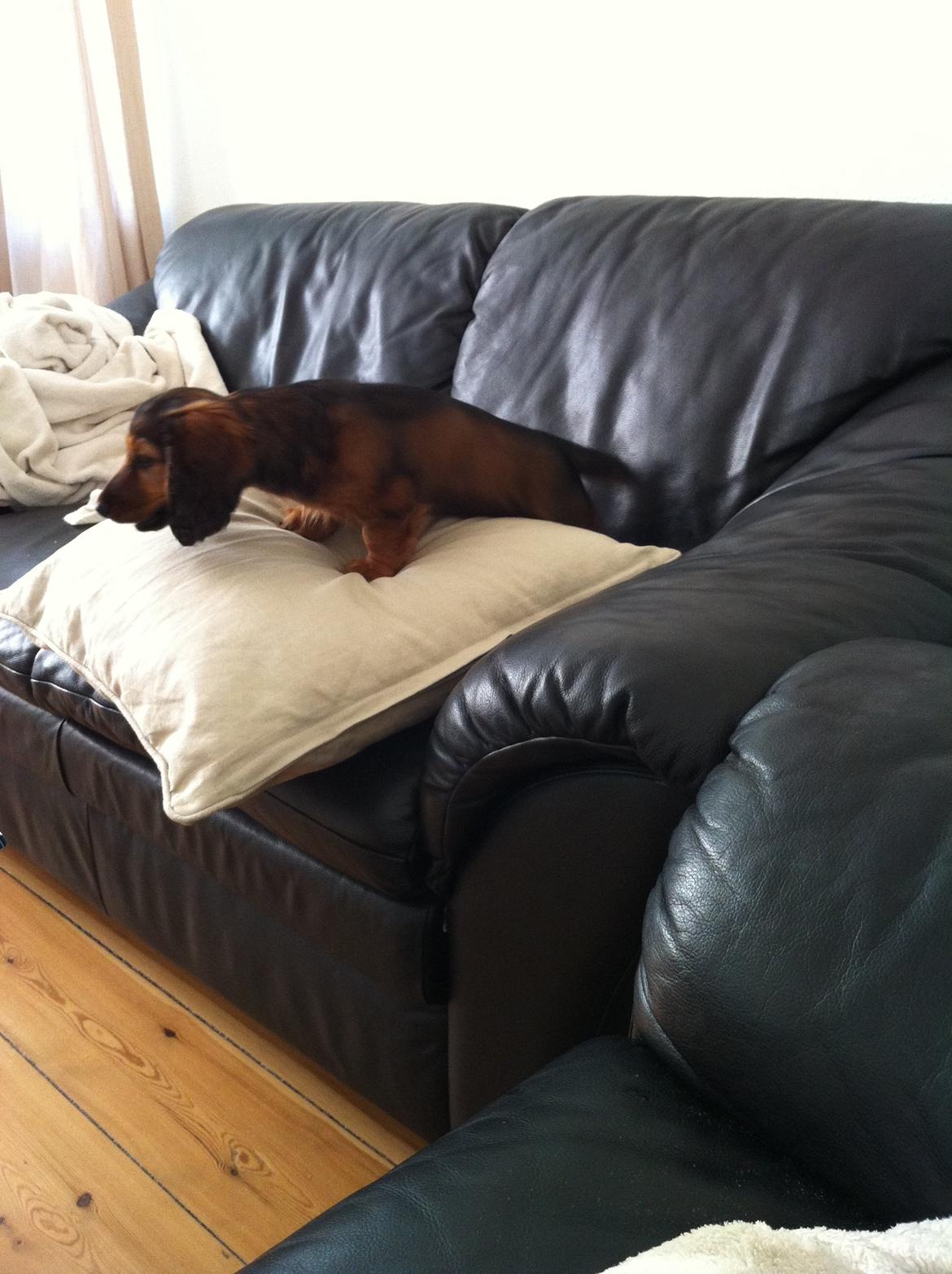 Gravhund cho cho billede 4