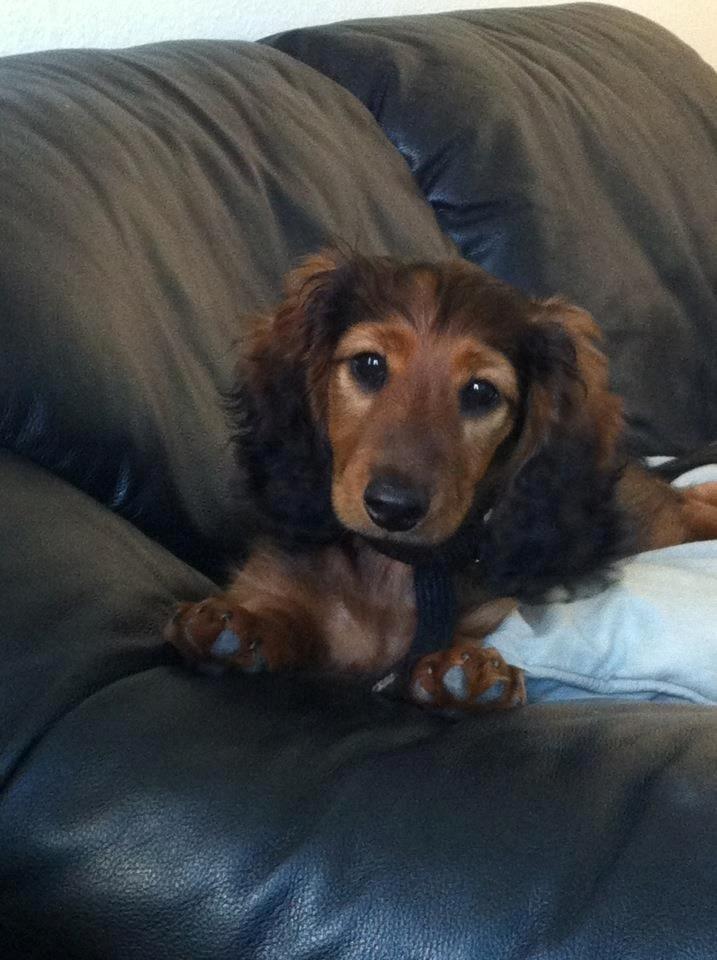 Gravhund cho cho billede 5