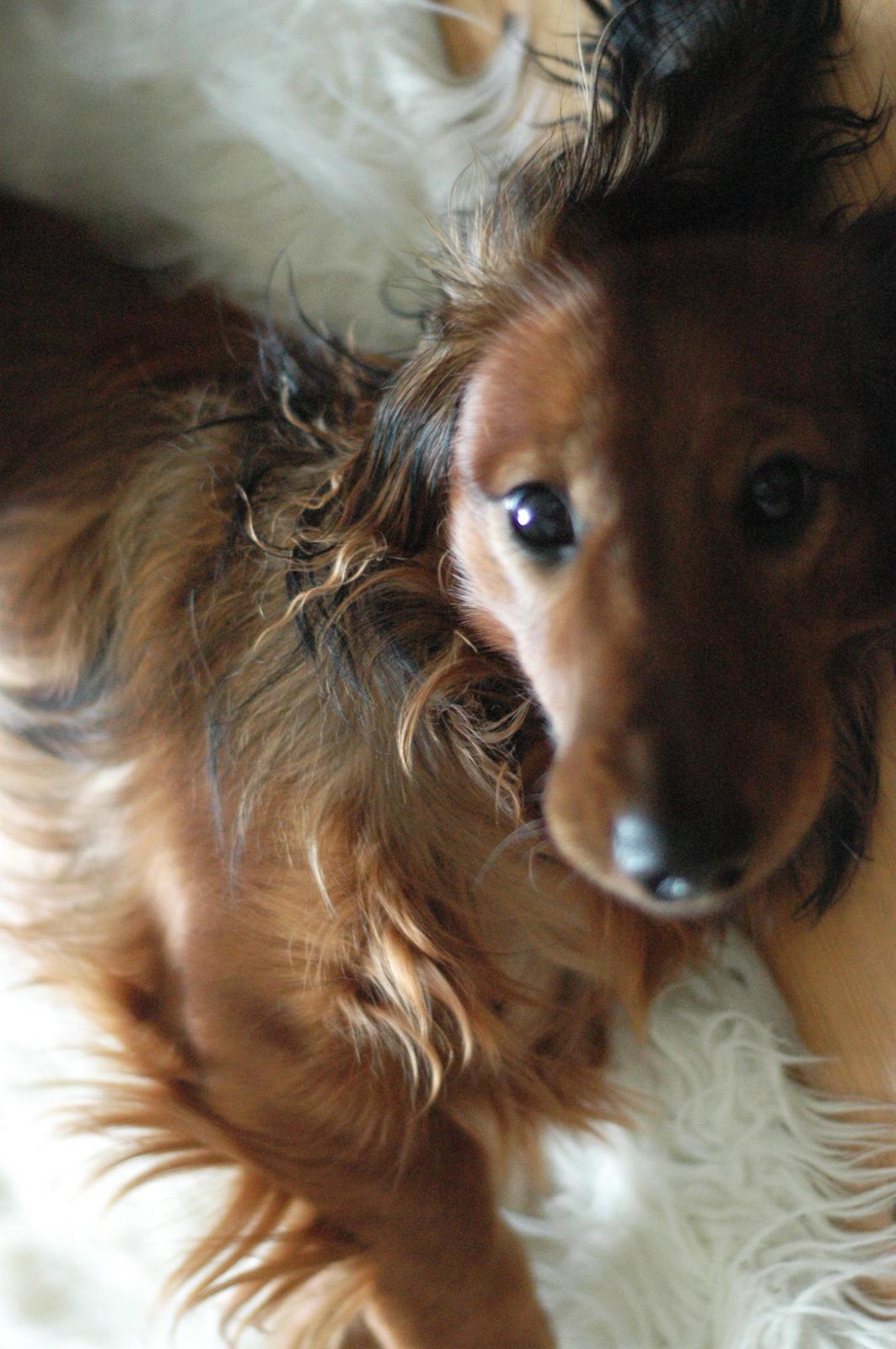 Gravhund cho cho billede 7