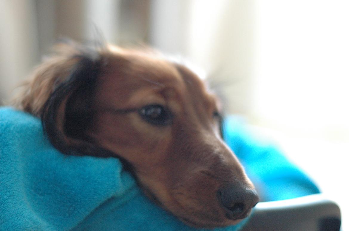 Gravhund cho cho billede 8