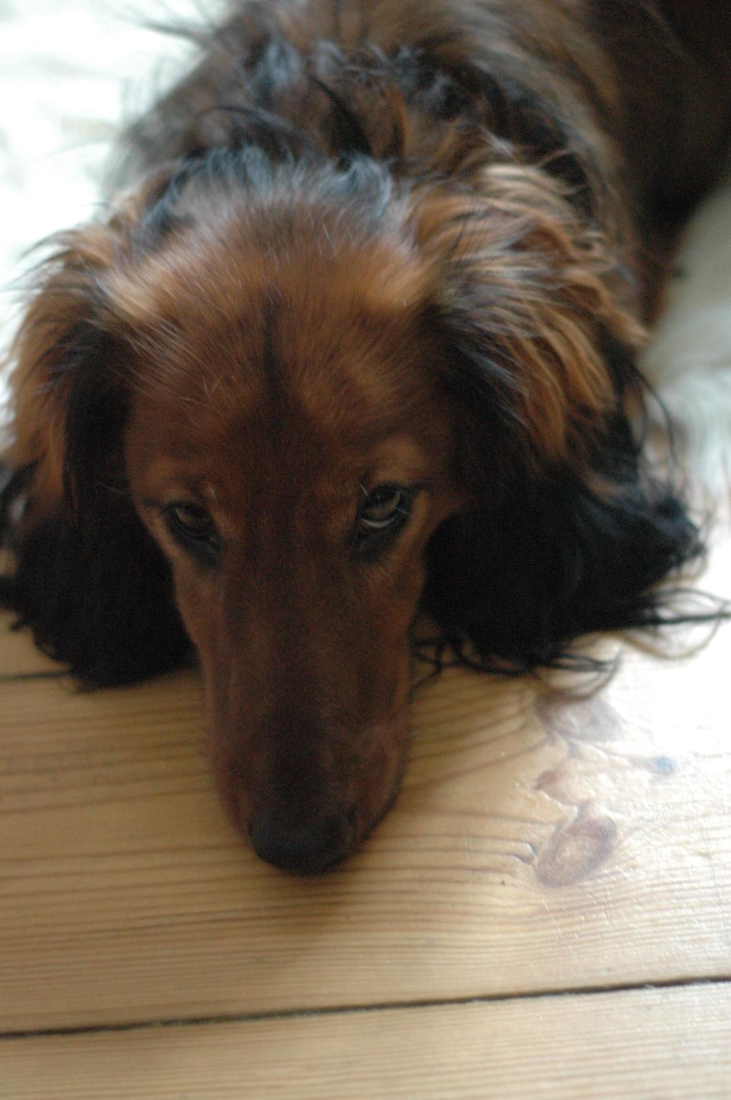 Gravhund cho cho billede 9