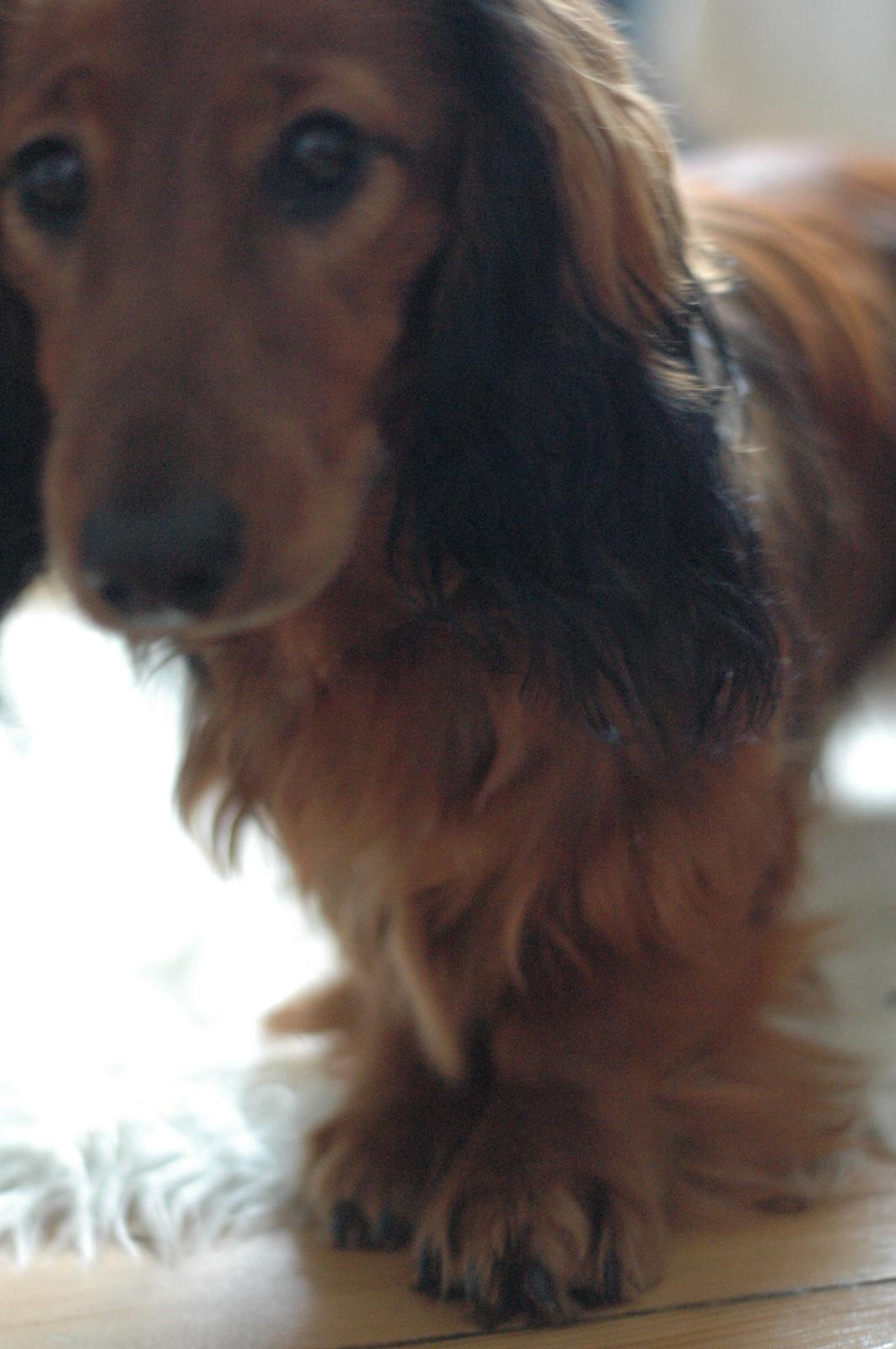 Gravhund cho cho billede 10