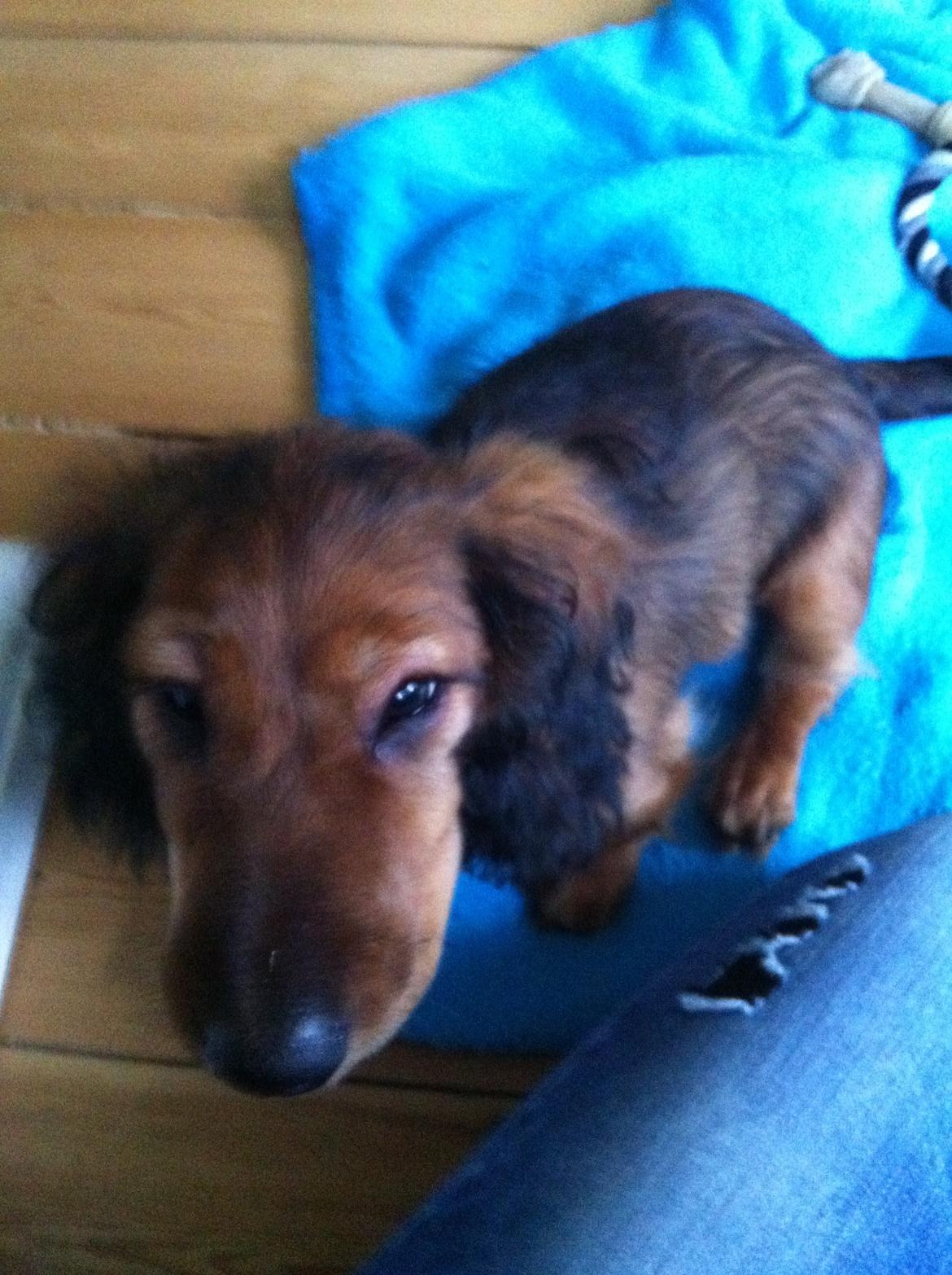 Gravhund cho cho - Dyrelægens hvalpe stik, kunne han åbenbart ikke tåle:D gik dog væk efter to timer billede 11