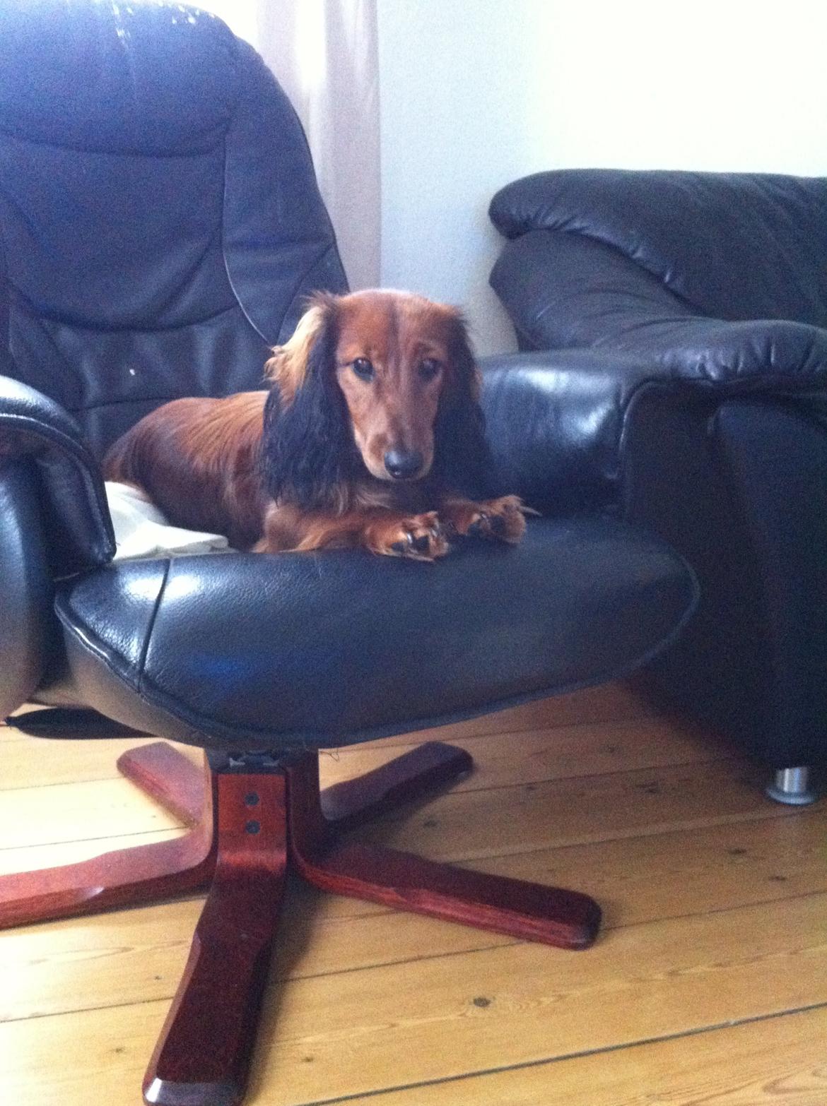 Gravhund cho cho billede 12