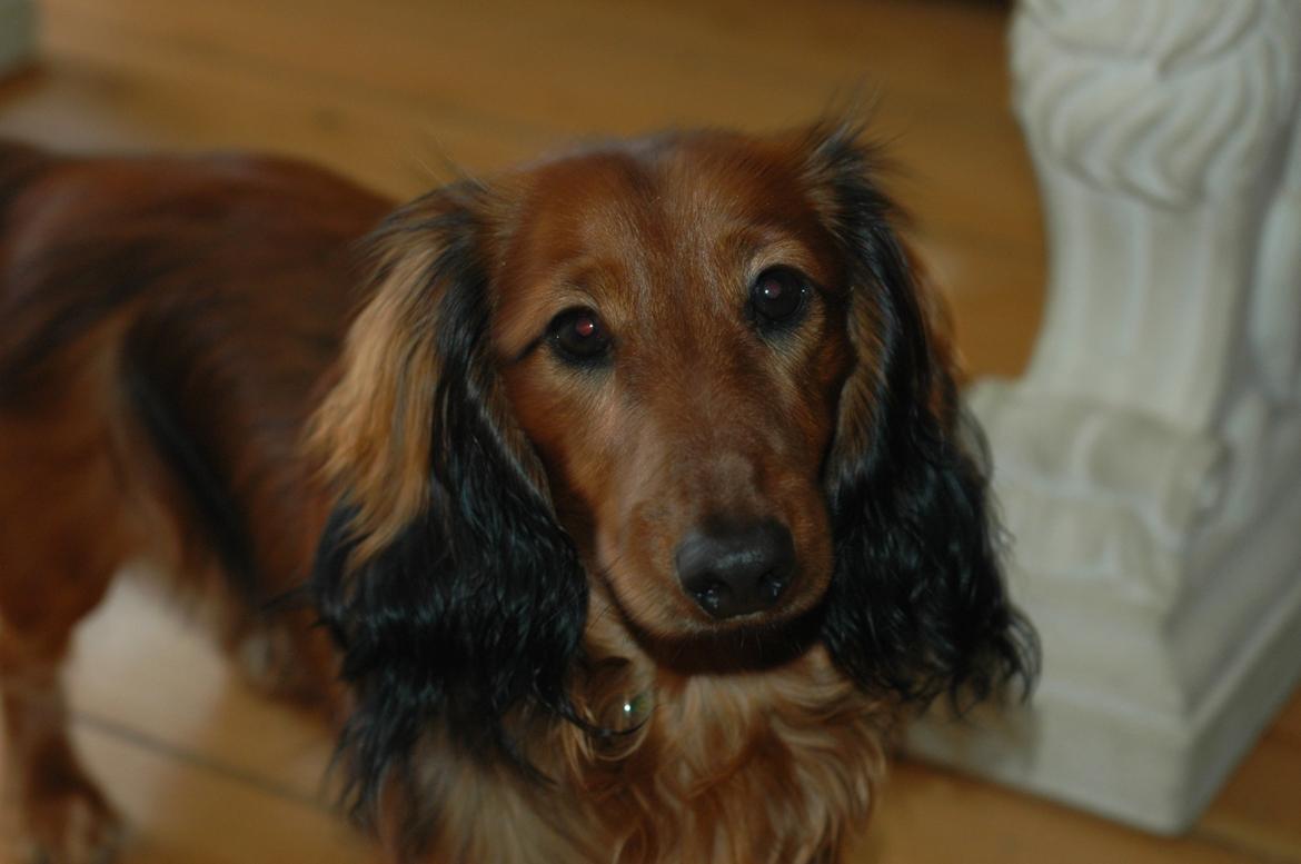 Gravhund cho cho billede 13