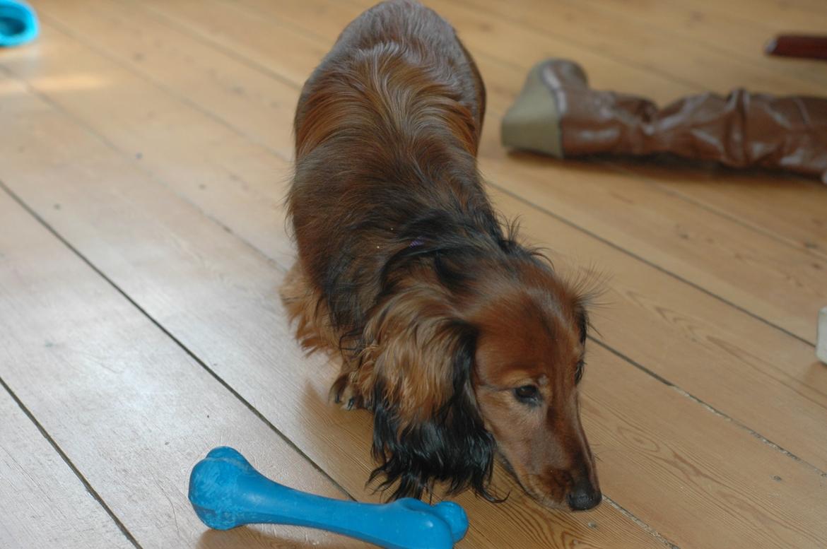 Gravhund cho cho billede 14