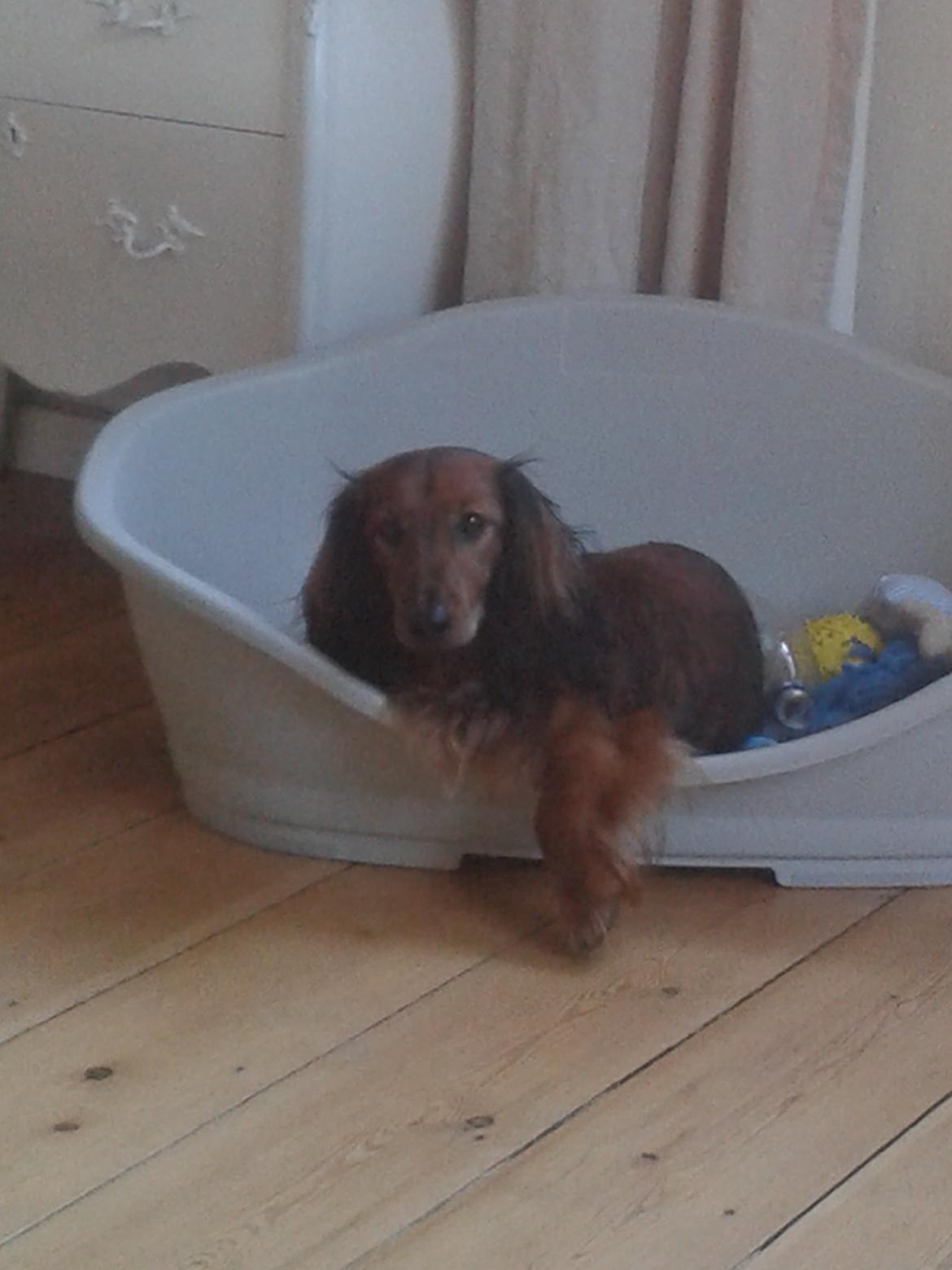 Gravhund cho cho billede 15