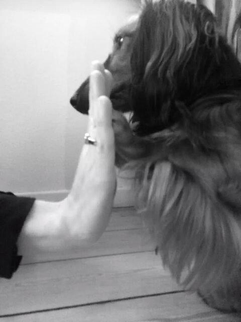 Gravhund cho cho - high five billede 6