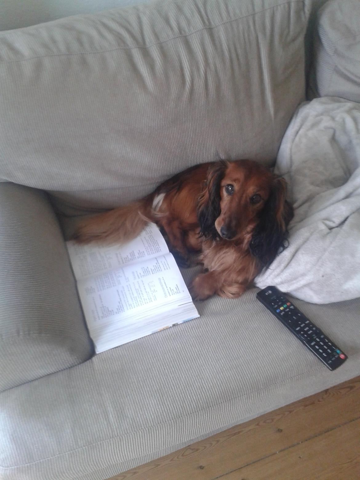 Gravhund cho cho billede 16