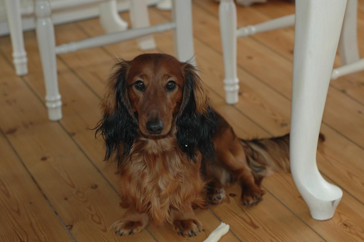 Gravhund cho cho billede 18