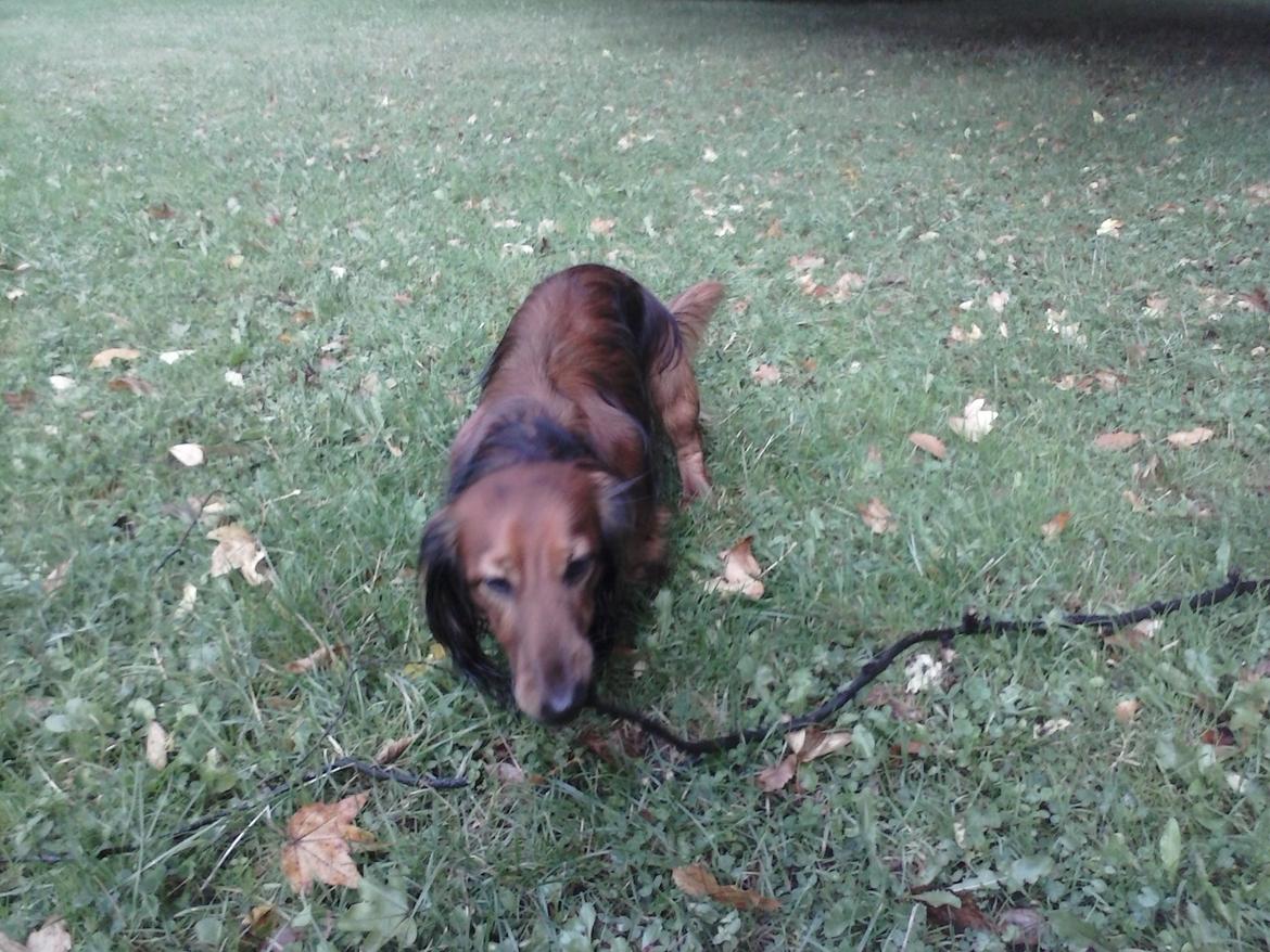 Gravhund cho cho billede 19