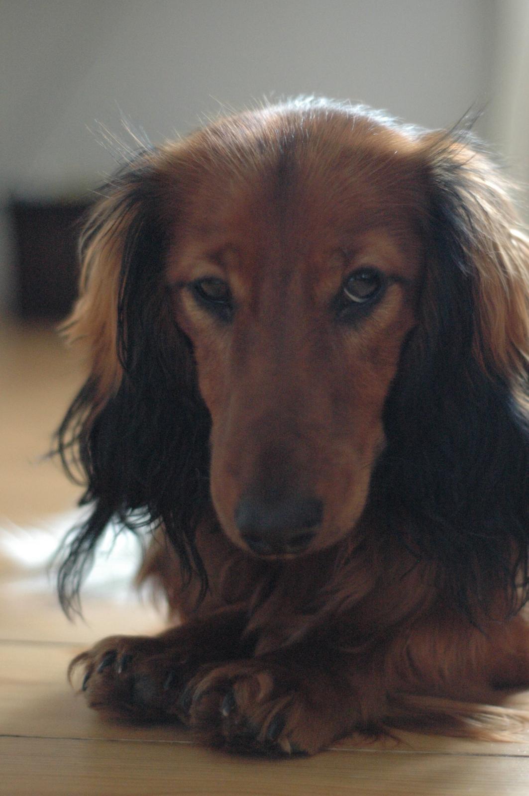 Gravhund cho cho billede 17