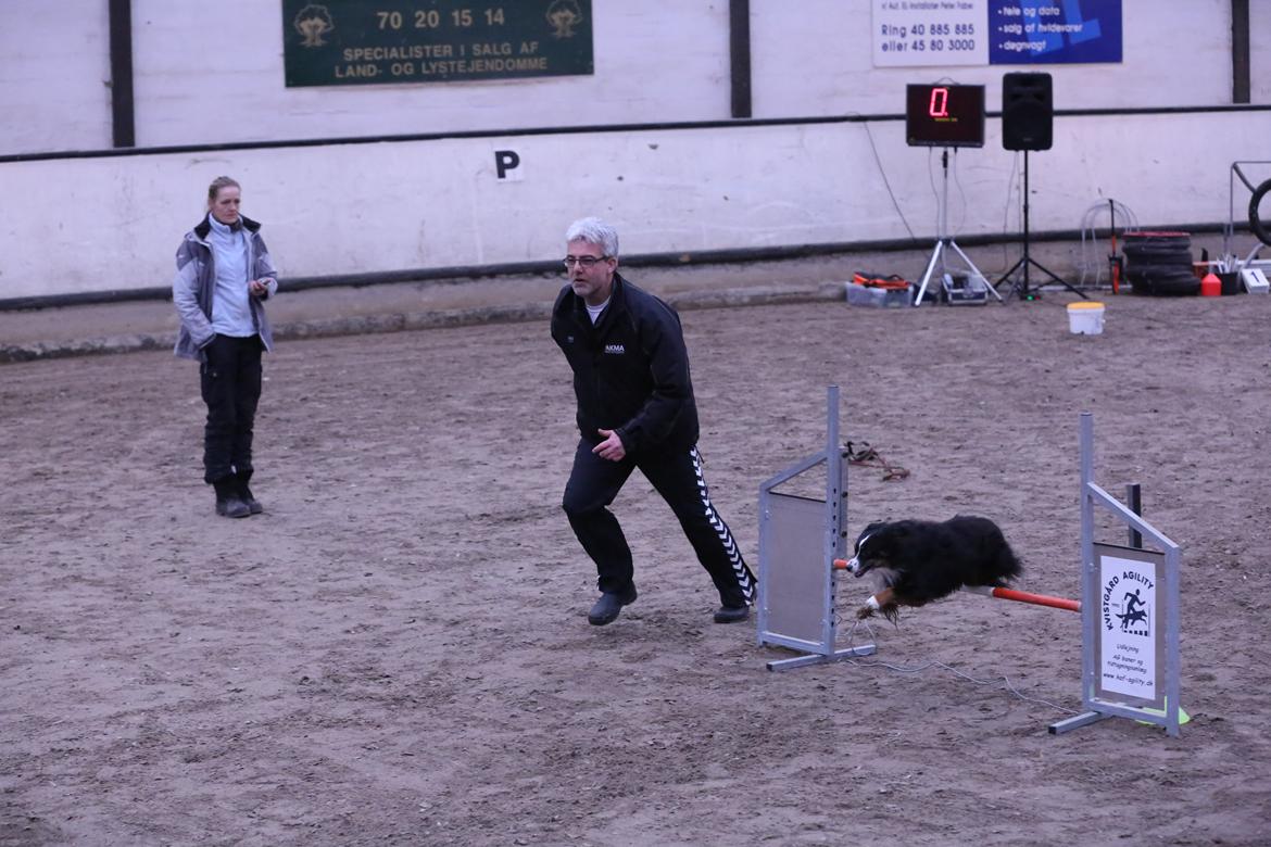 Miniature American Shepherd Hobie - Barthahus billede 14