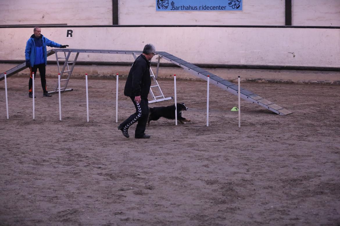 Miniature American Shepherd Hobie - Barthahus billede 15