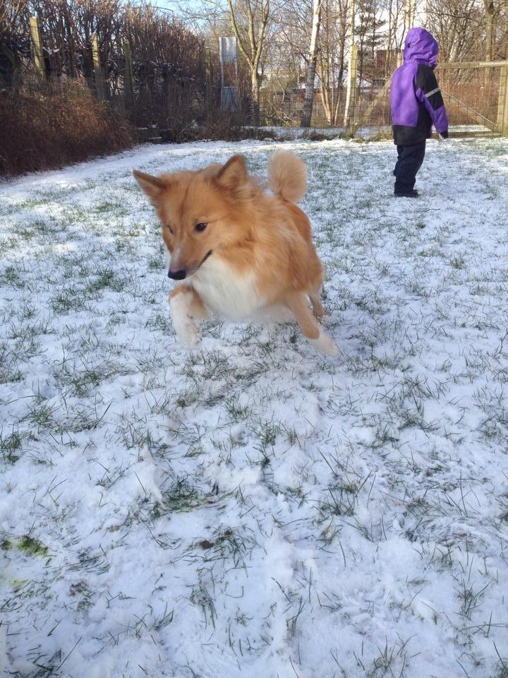 Shetland sheepdog Trunte - Ude i sneen  billede 16