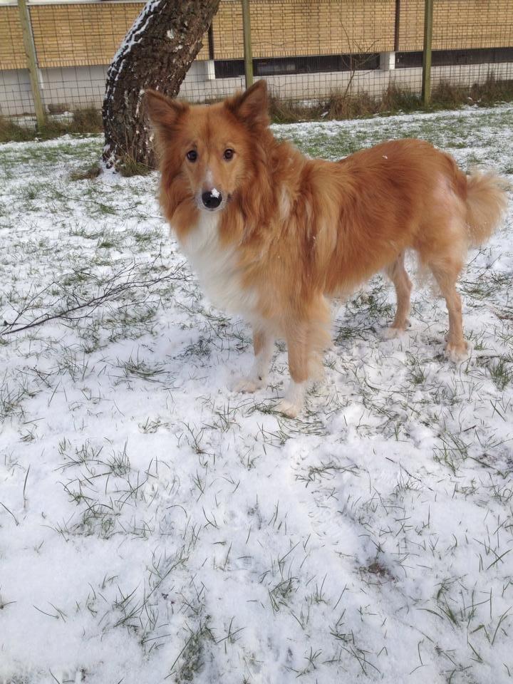 Shetland sheepdog Trunte billede 17