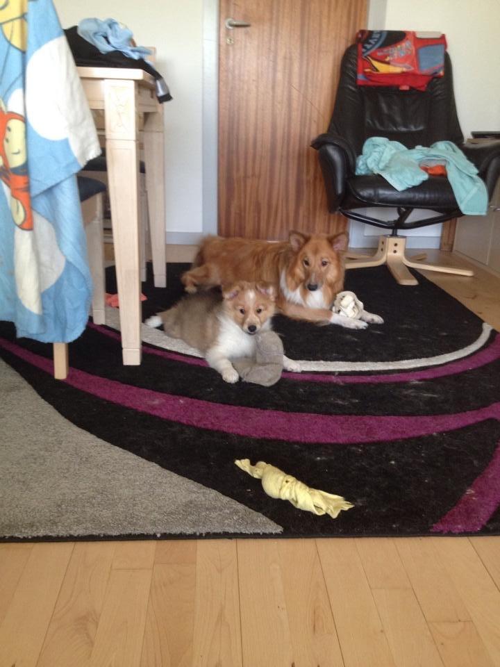 Shetland sheepdog Trunte - Mor og datter hygger  billede 18