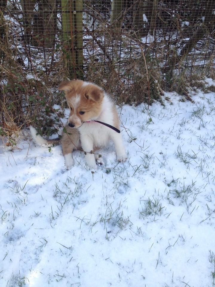 Blanding af racer Dixie - Velkommen til Dixie's profil billede 1