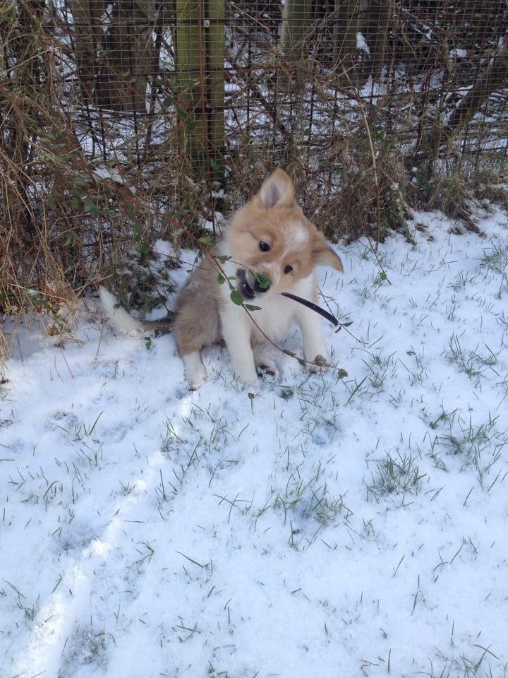 Blanding af racer Dixie - Første gang ude i sneen  billede 2