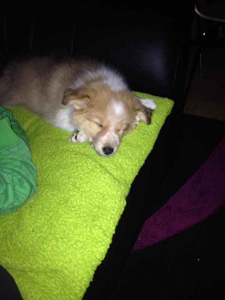 Blanding af racer Dixie billede 3