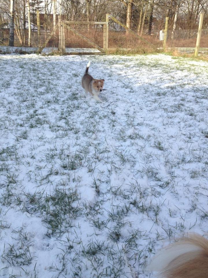 Blanding af racer Dixie billede 4