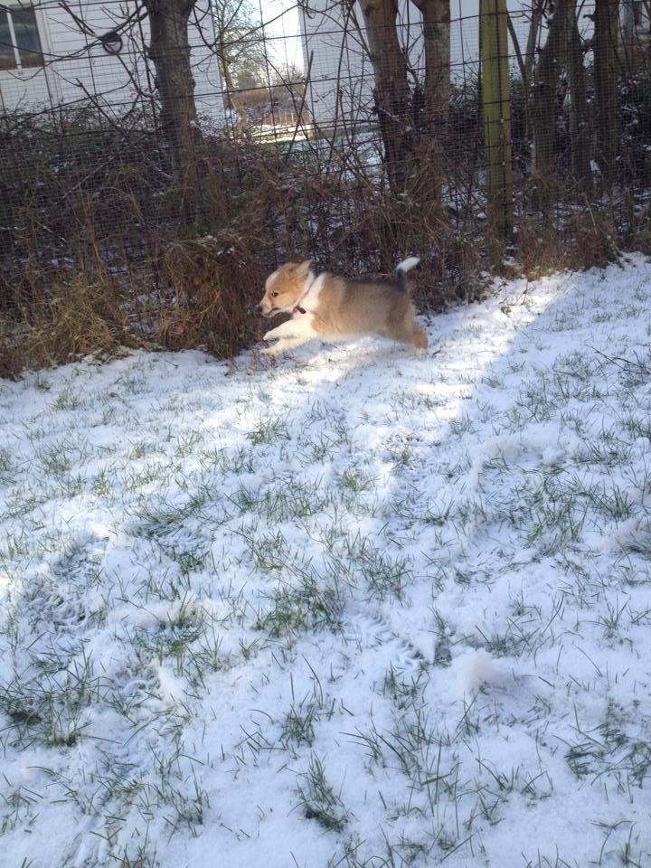 Blanding af racer Dixie - Hun har krudt i røven billede 5