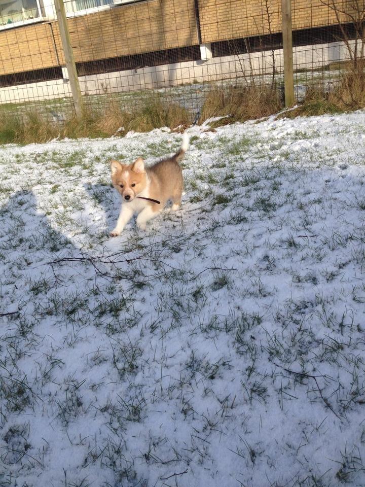 Blanding af racer Dixie billede 6