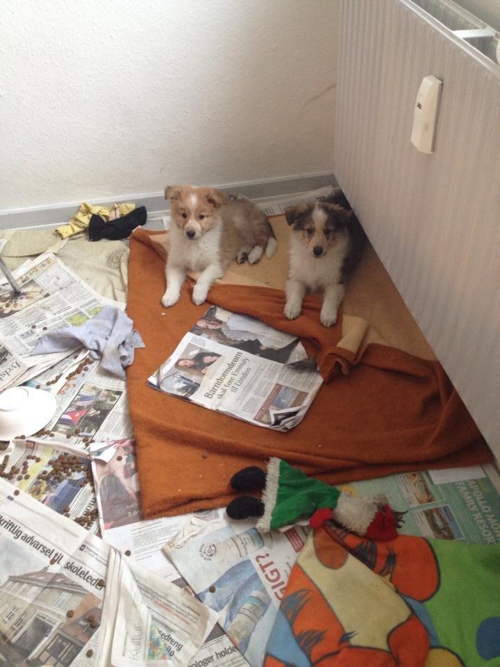 Blanding af racer Dixie - Dixie og hendes søster Tulle billede 8