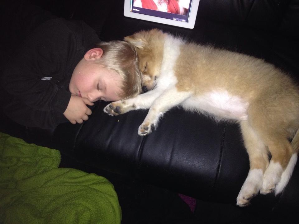 Blanding af racer Dixie - Dixie og Mads er trætte  billede 9