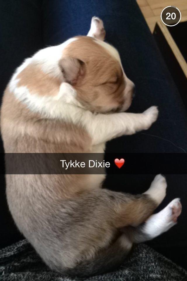 Blanding af racer Dixie - Lille Dixie  billede 10