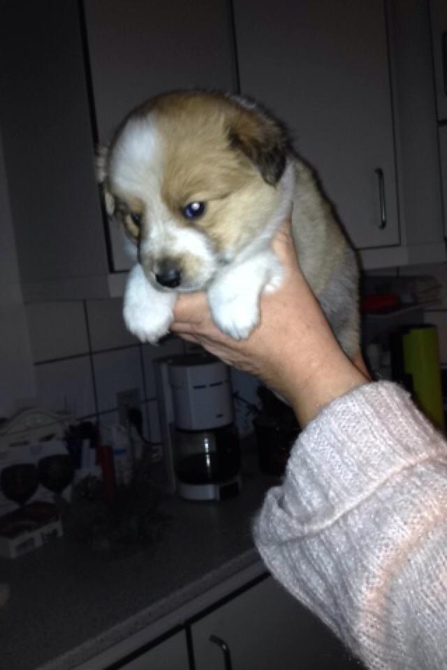 Blanding af racer Dixie - Dixie som lille  billede 11