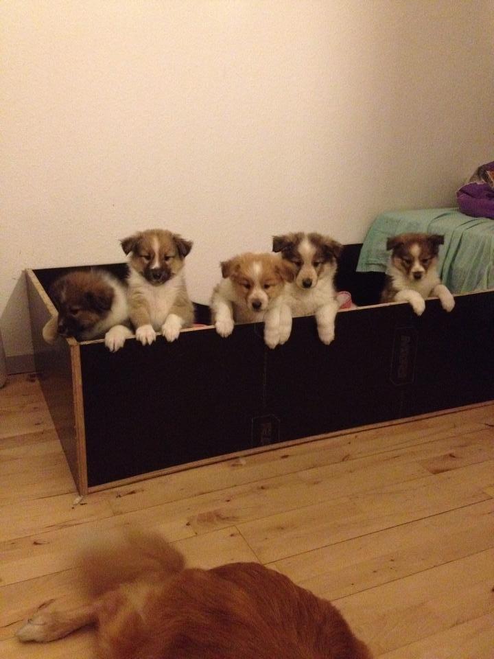 Blanding af racer Dixie - Dixie og alle hendes søskende billede 13