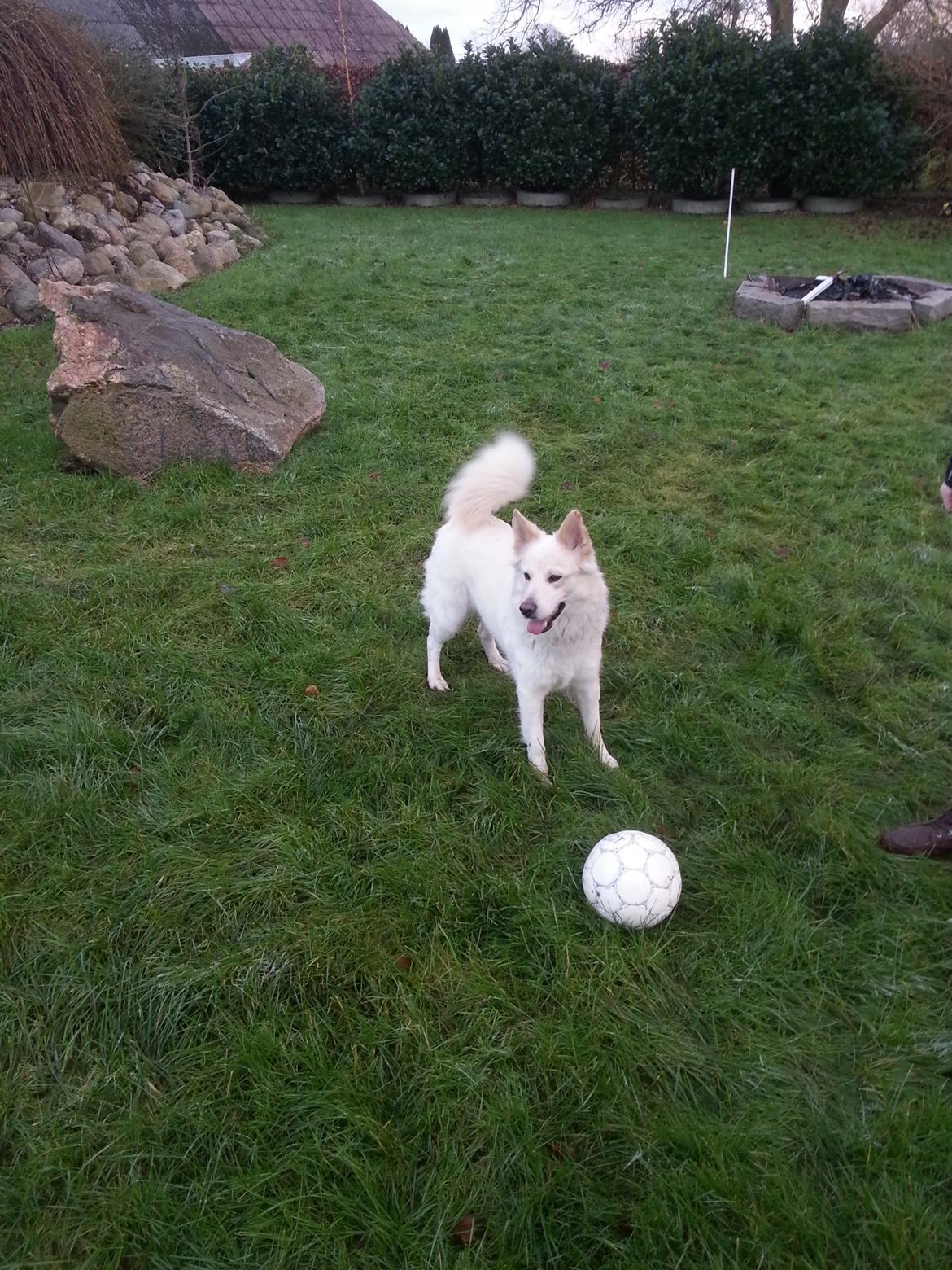 Blanding af racer Abby (Samojed/schæfer Blanding) billede 19