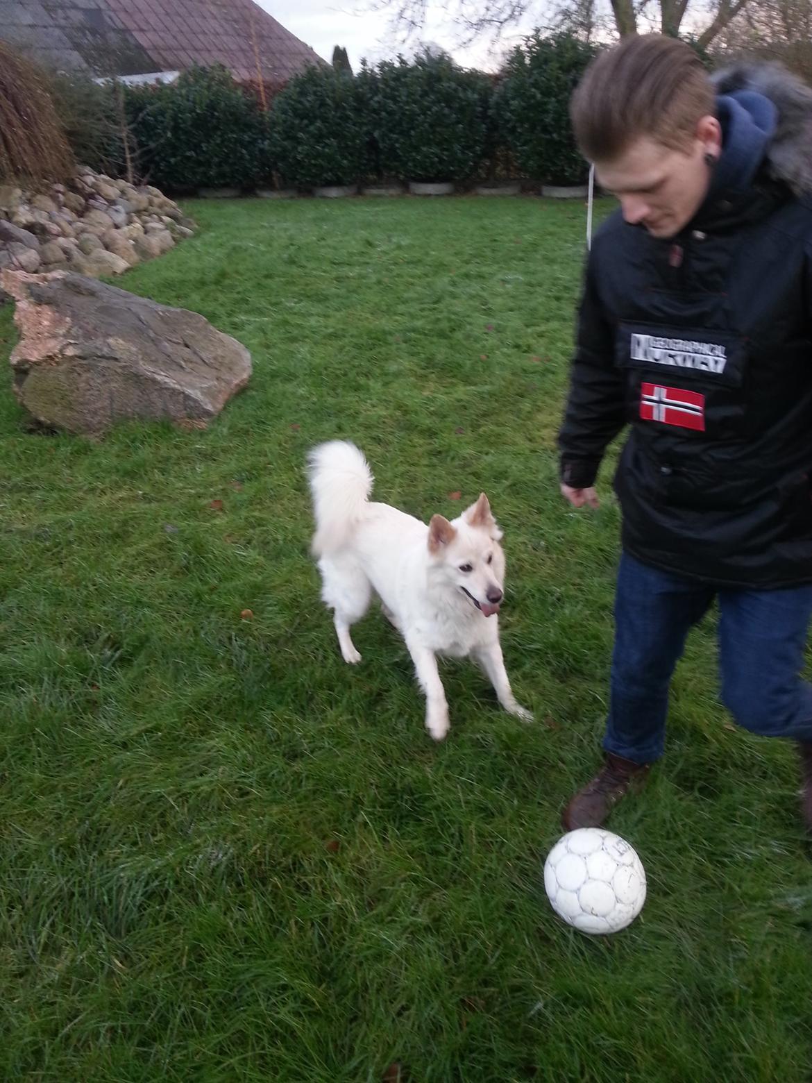 Blanding af racer Abby (Samojed/schæfer Blanding) billede 20