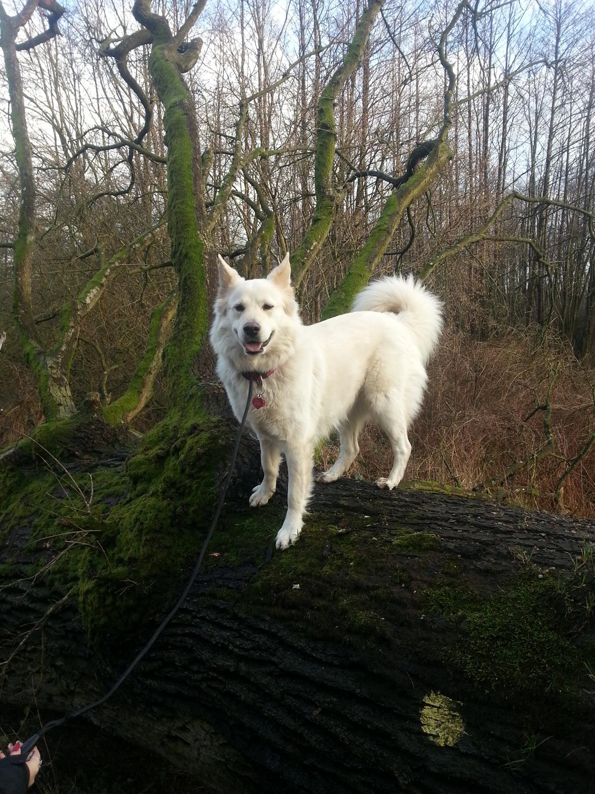 Blanding af racer Abby (Samojed/schæfer Blanding) billede 1