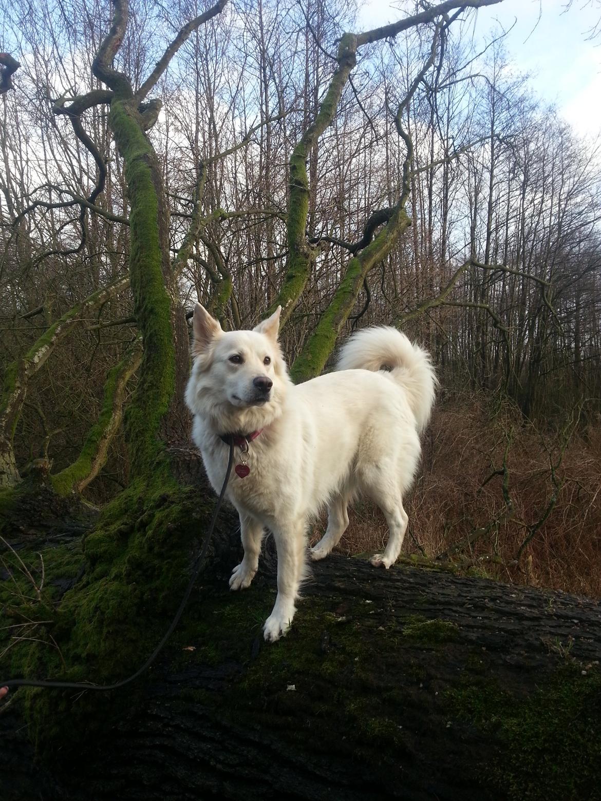 Blanding af racer Abby (Samojed/schæfer Blanding) billede 24