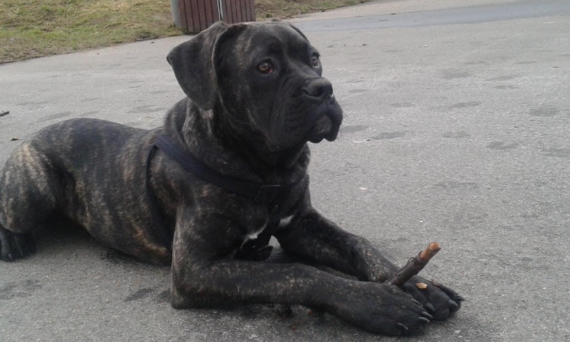 Cane corso Roxy (Venetia De Nobil rose) billede 20