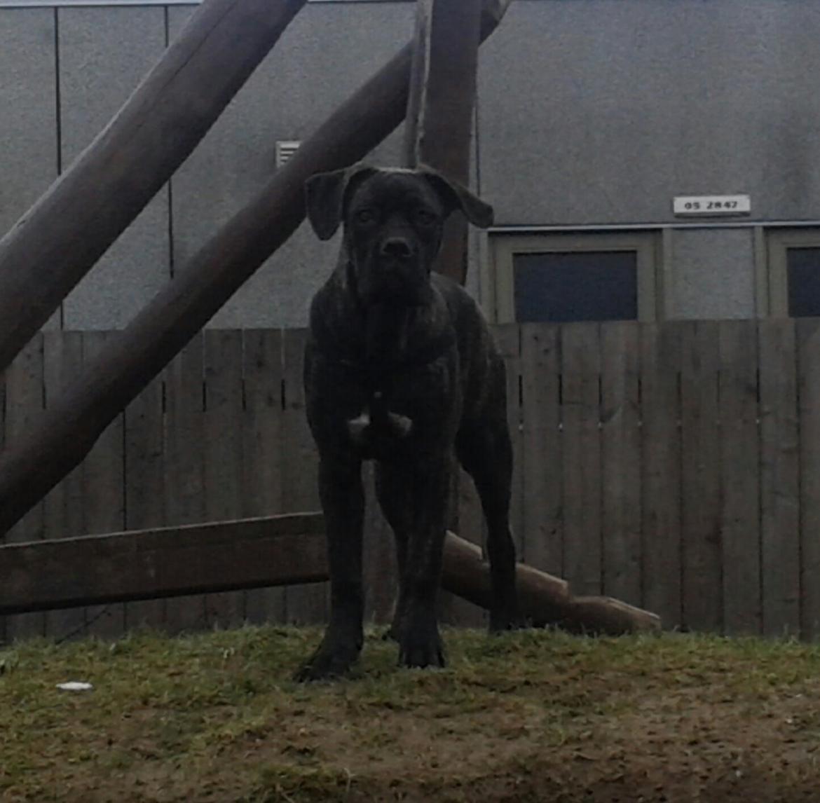 Cane corso Roxy (Venetia De Nobil rose) billede 21