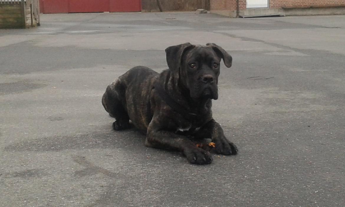 Cane corso Roxy (Venetia De Nobil rose) billede 22
