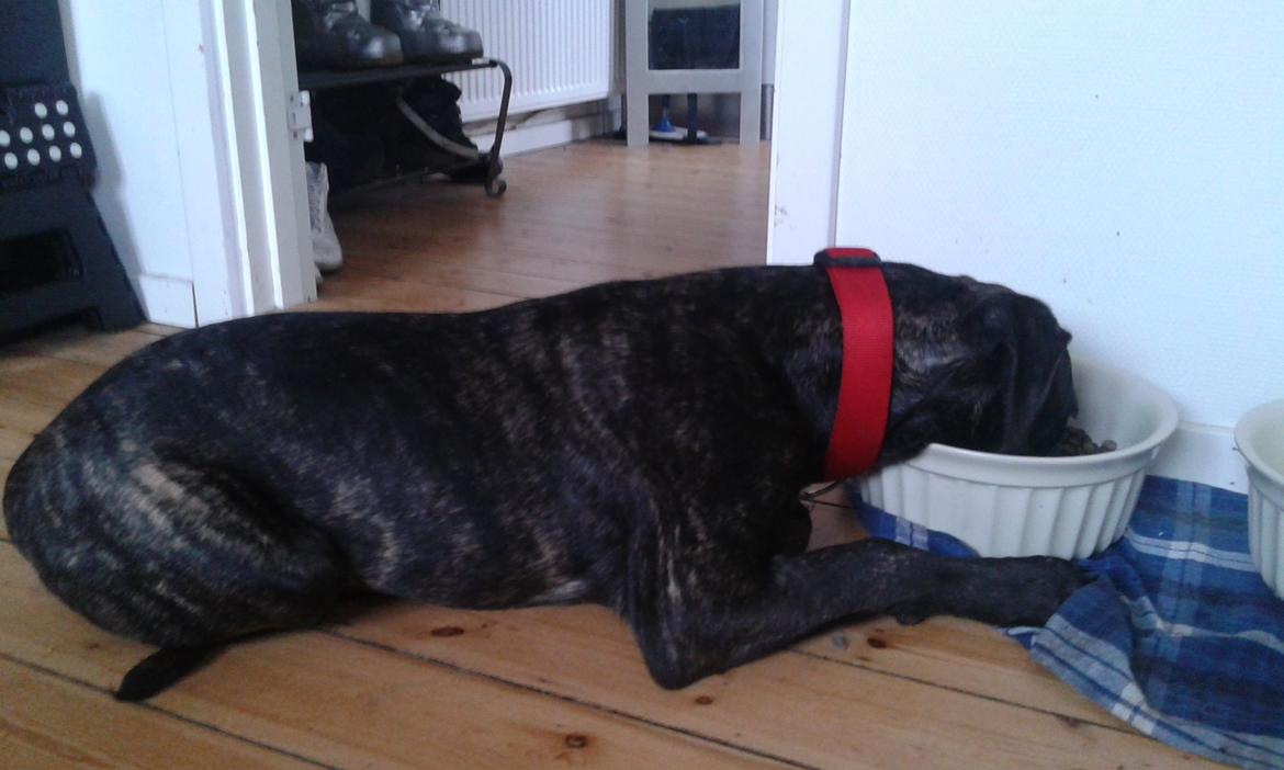 Cane corso Roxy (Venetia De Nobil rose) billede 23