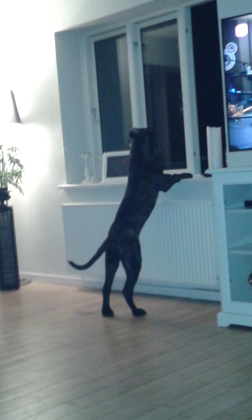 Cane corso Roxy (Venetia De Nobil rose) billede 24