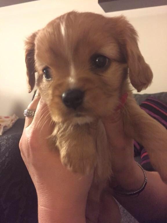 Cavalier king charles spaniel Fie - Fie 5 en halv uge gammel :-) billede 1