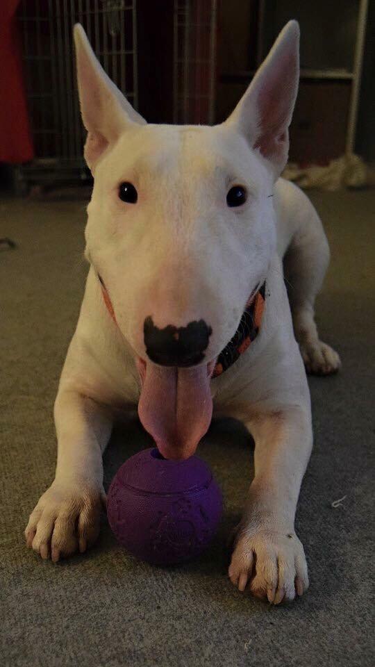 Bullterrier Ida billede 2